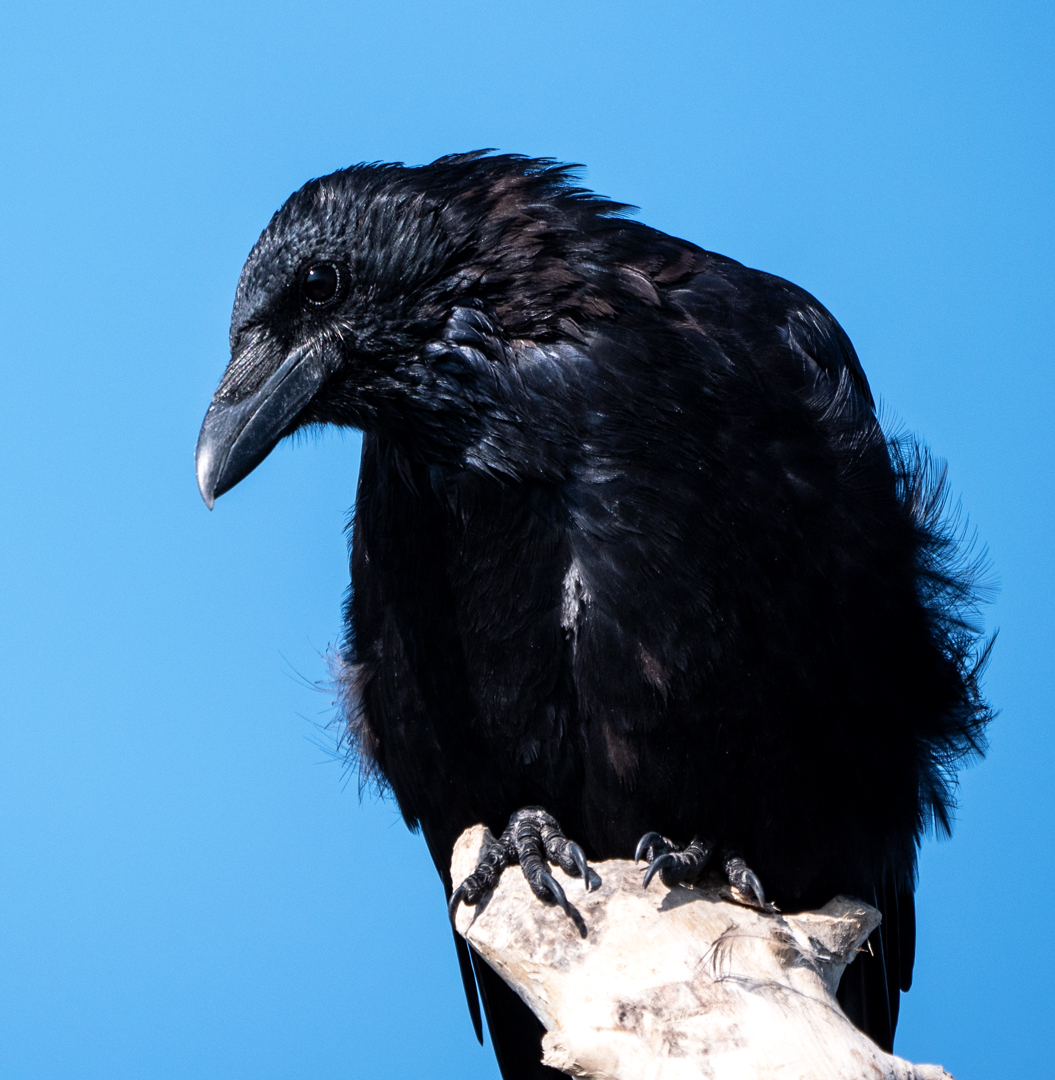 Rabenkrähe (Corvus corone)