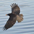 Rabenkrähe, corvus corone