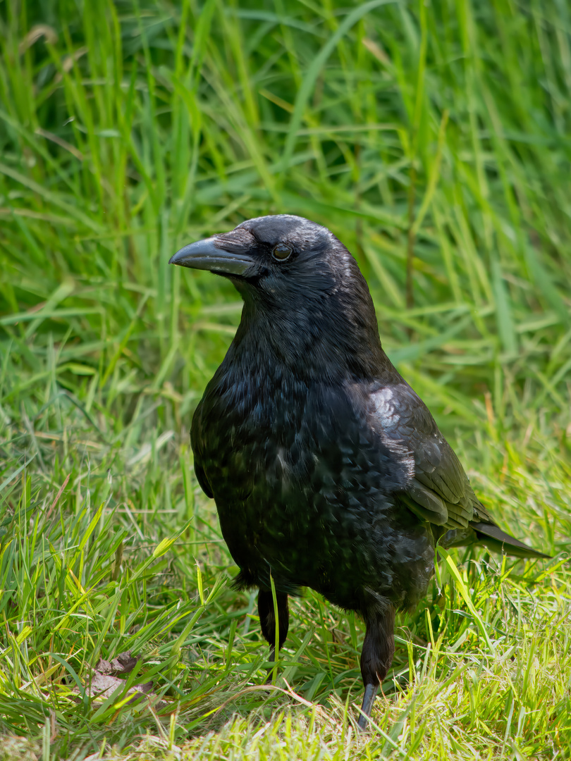 Rabenkrähe (Corvus corone)