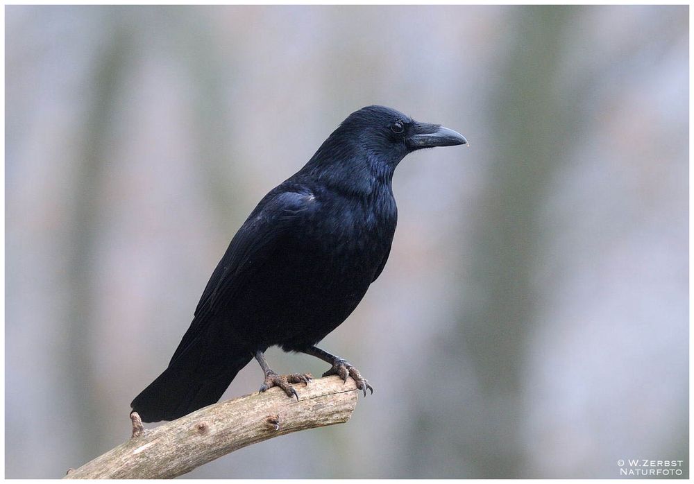 -- Rabenkrähe -- ( Corvus corone )