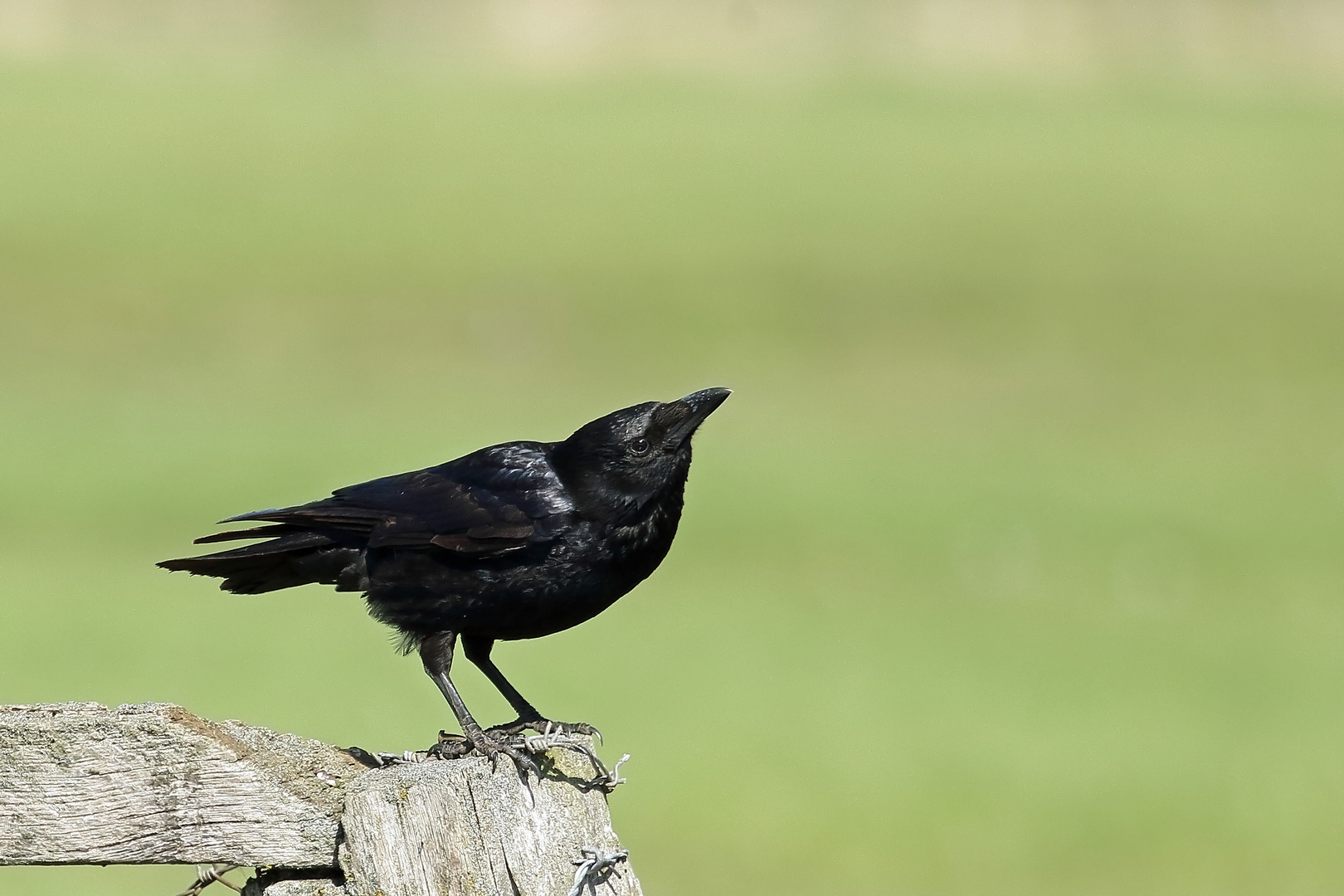 Rabenkrähe (Corvus corone)