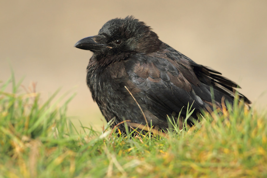 Rabenkrähe (Corvus corone)