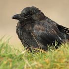 Rabenkrähe (Corvus corone)