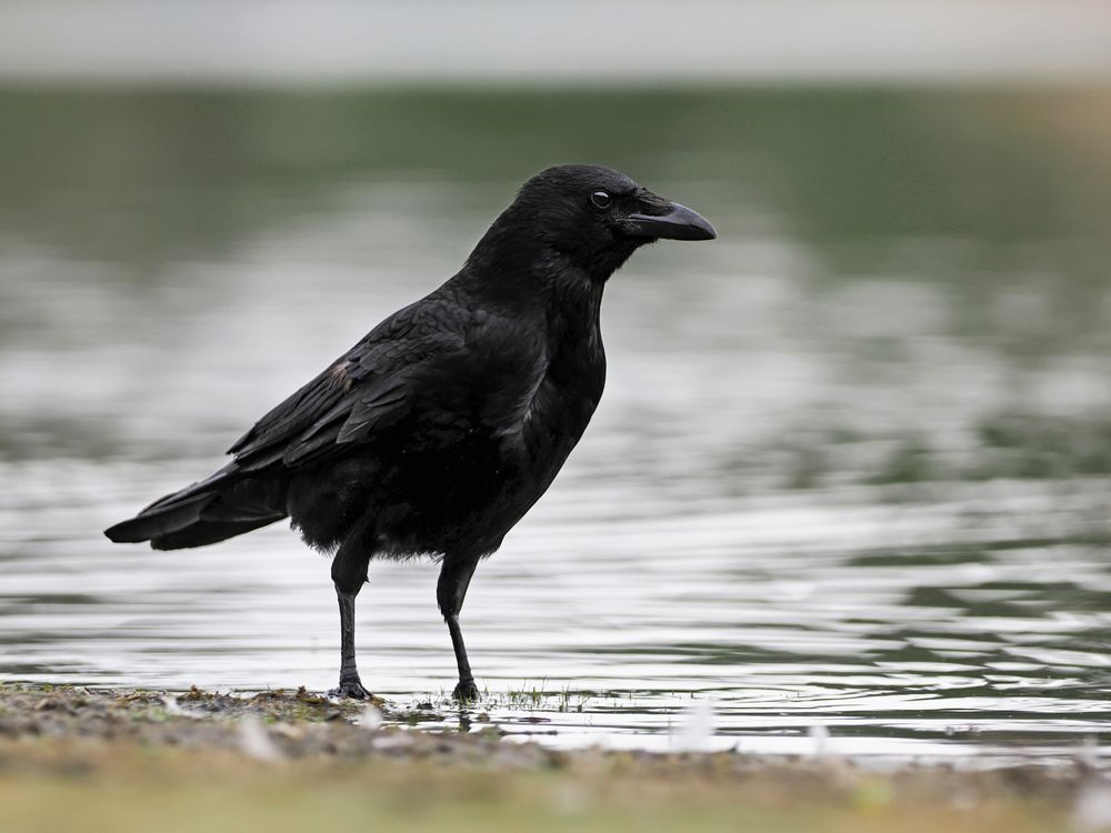 Rabenkrähe (Corvus corone)