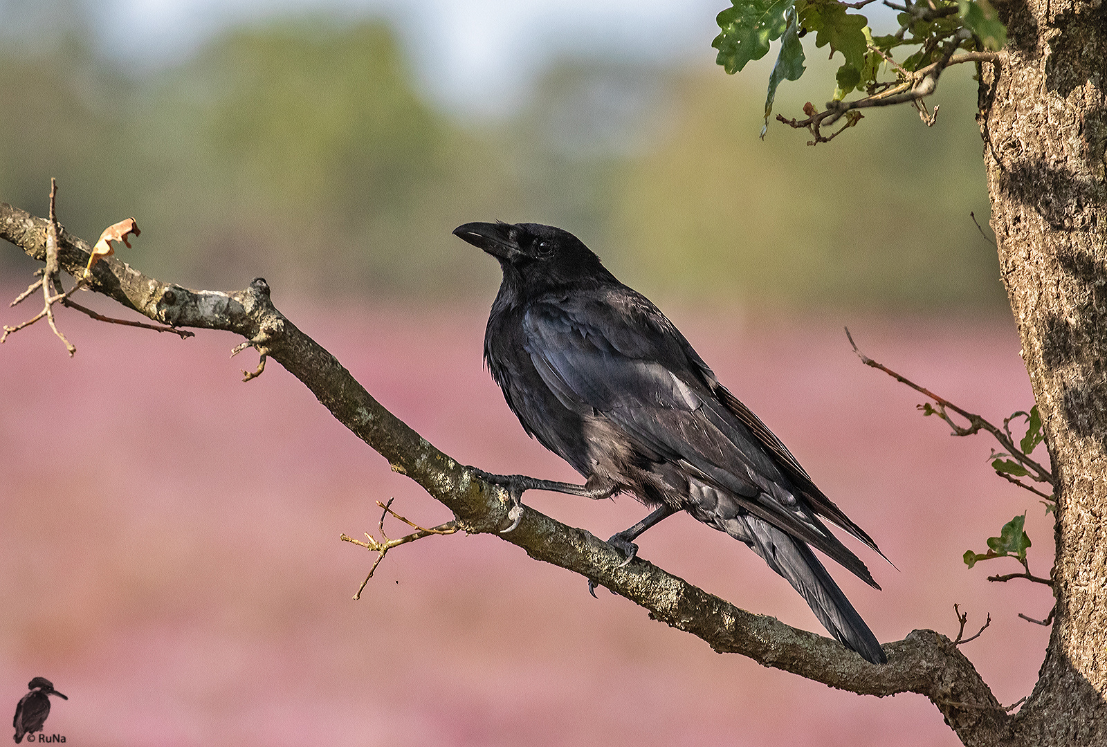 Rabenkrähe - Corvus corone 