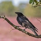 Rabenkrähe - Corvus corone 