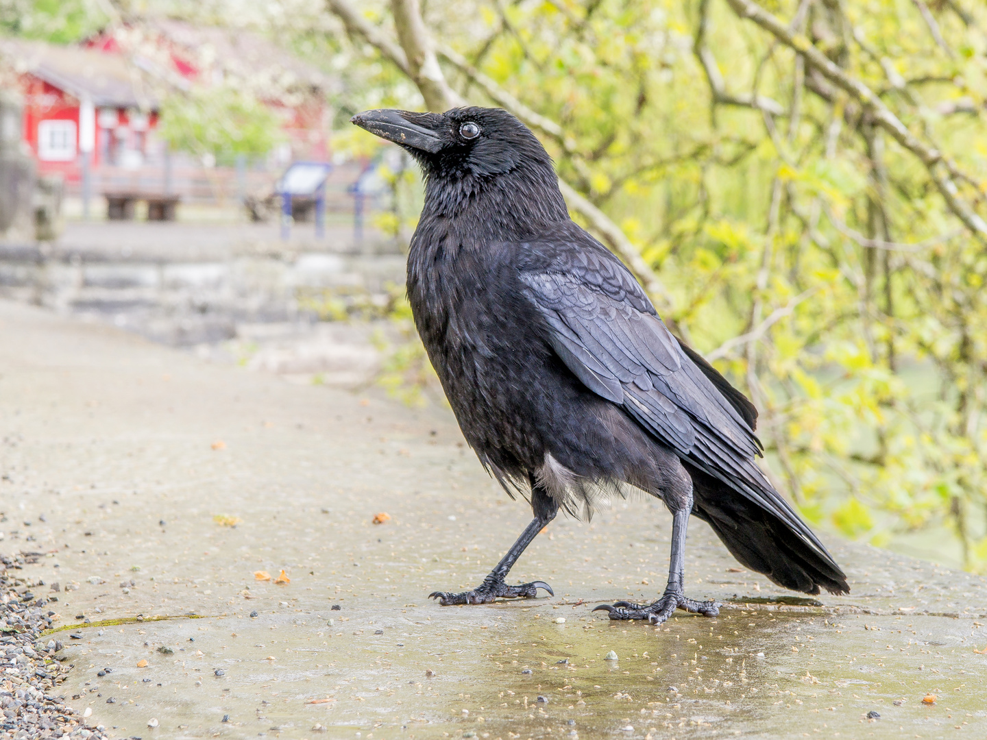 Rabenkrähe (Corvus corone) auf der Insel Mainau, Bodensee