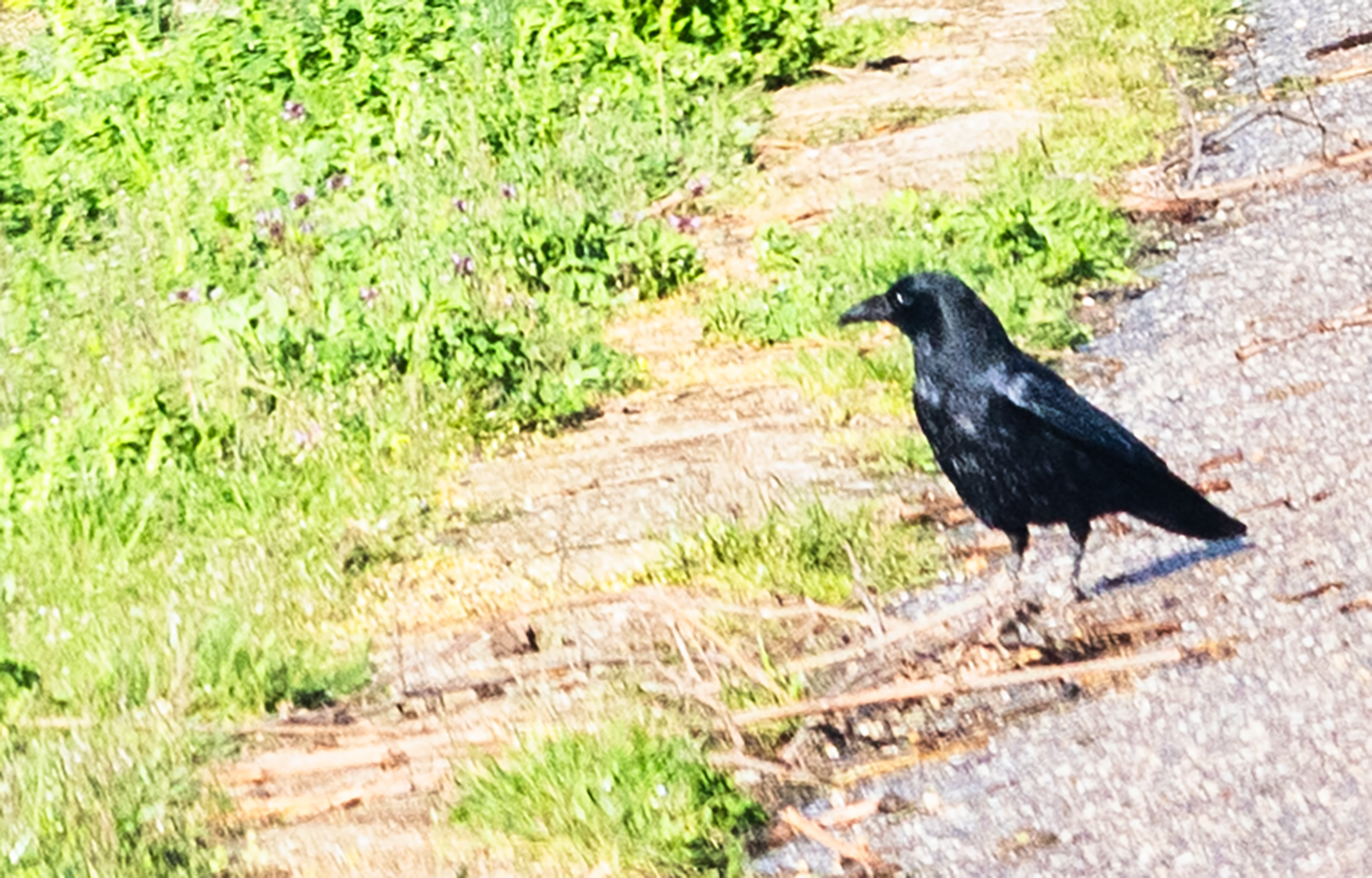 Rabenkrähe (Corvus corone)