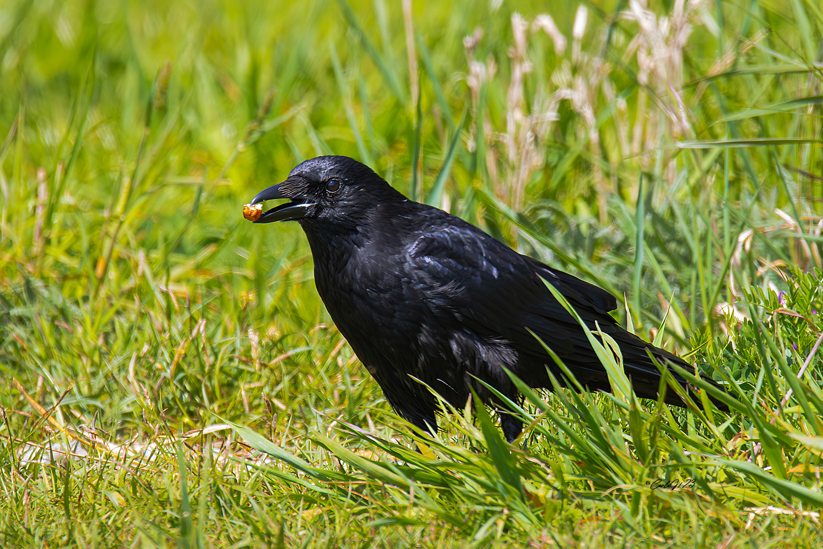 Rabenkrähe (Corvus corone) 