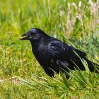 Rabenkrähe (Corvus corone) 