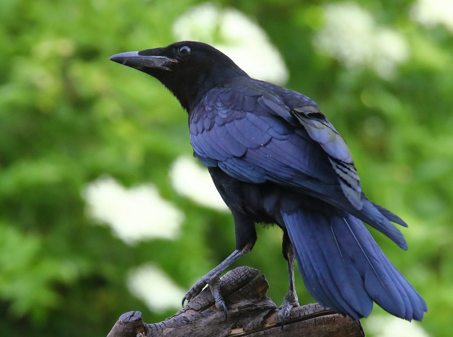 Rabenkrähe Corvus corone