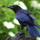 Rabenkrähe Corvus corone