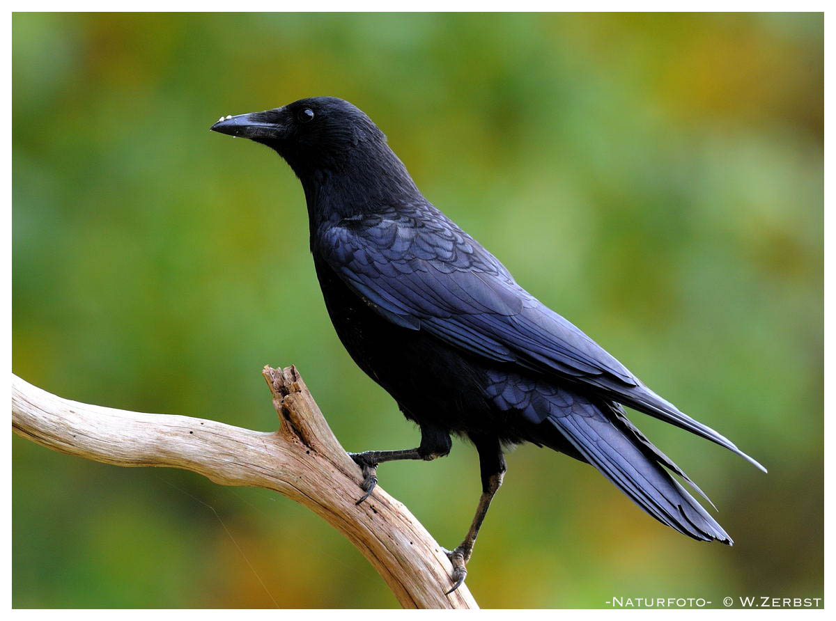 - Rabenkrähe - ( Corvus corone carone )