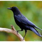 - Rabenkrähe - ( Corvus corone carone )