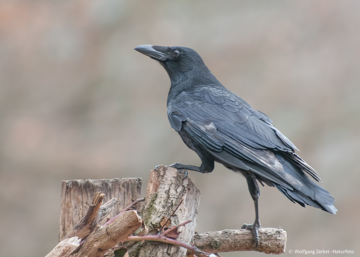 --- Rabenkrähe ---   (Corvus corone corone )