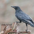 --- Rabenkrähe ---   (Corvus corone corone )