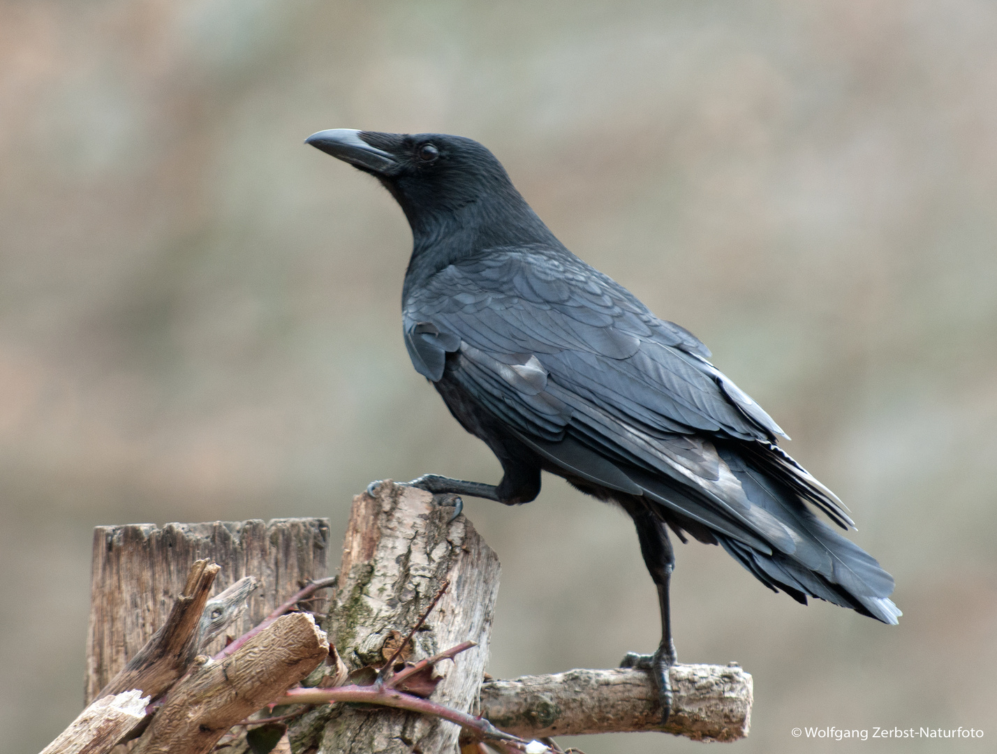 --- Rabenkrähe ---     ( Corvus corone corone )