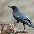 --- Rabenkrähe ---     ( Corvus corone corone )