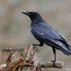 --- Rabenkrähe --- ( Corvus corone corone )