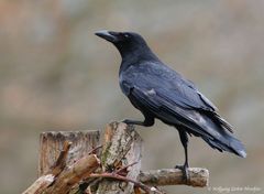 --- Rabenkrähe --- ( Corvus corone corone )