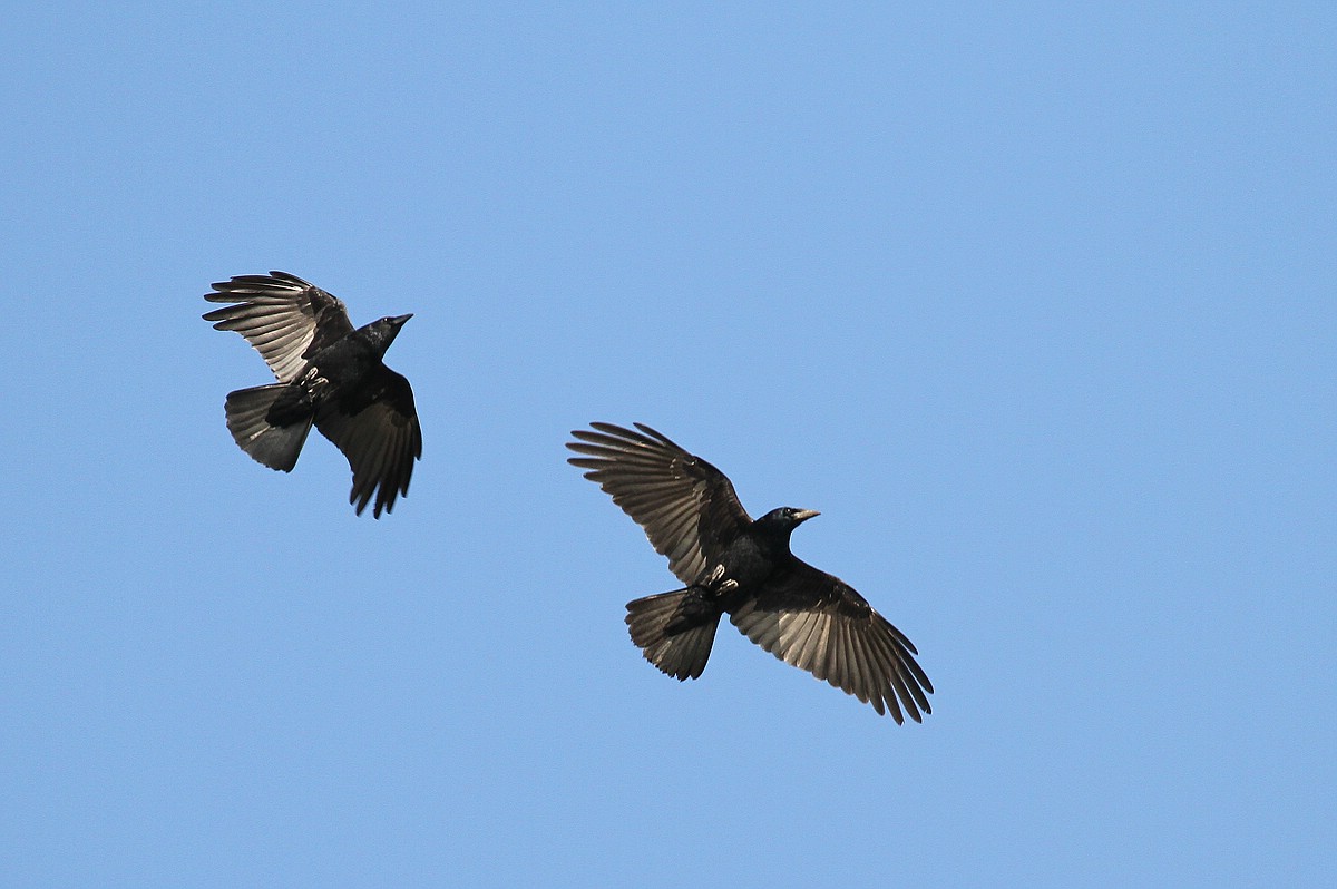 Rabenkrähe (Corvus corone corone)