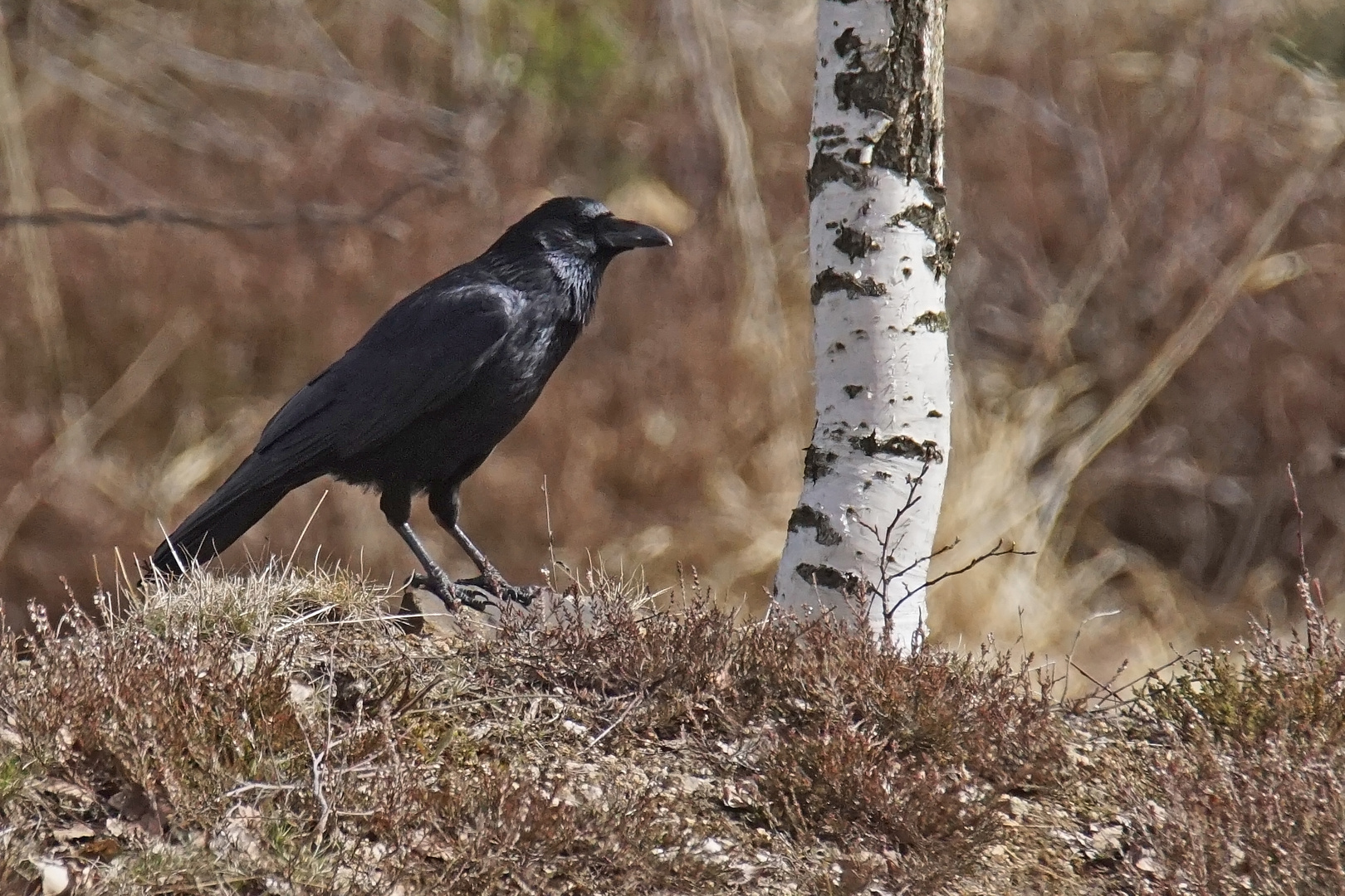 Rabenkrähe (Corvus corone corone)