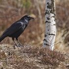 Rabenkrähe (Corvus corone corone)