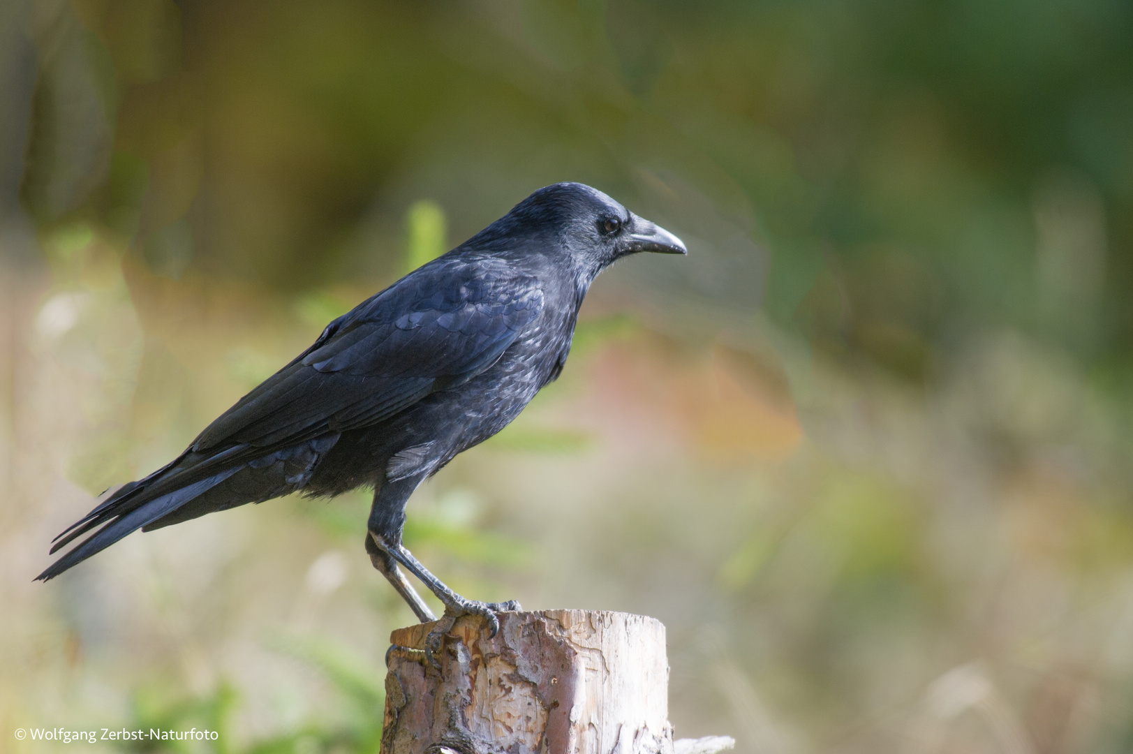 - Rabenkrähe -  (Corvus corone corone )