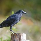 - Rabenkrähe -  (Corvus corone corone )