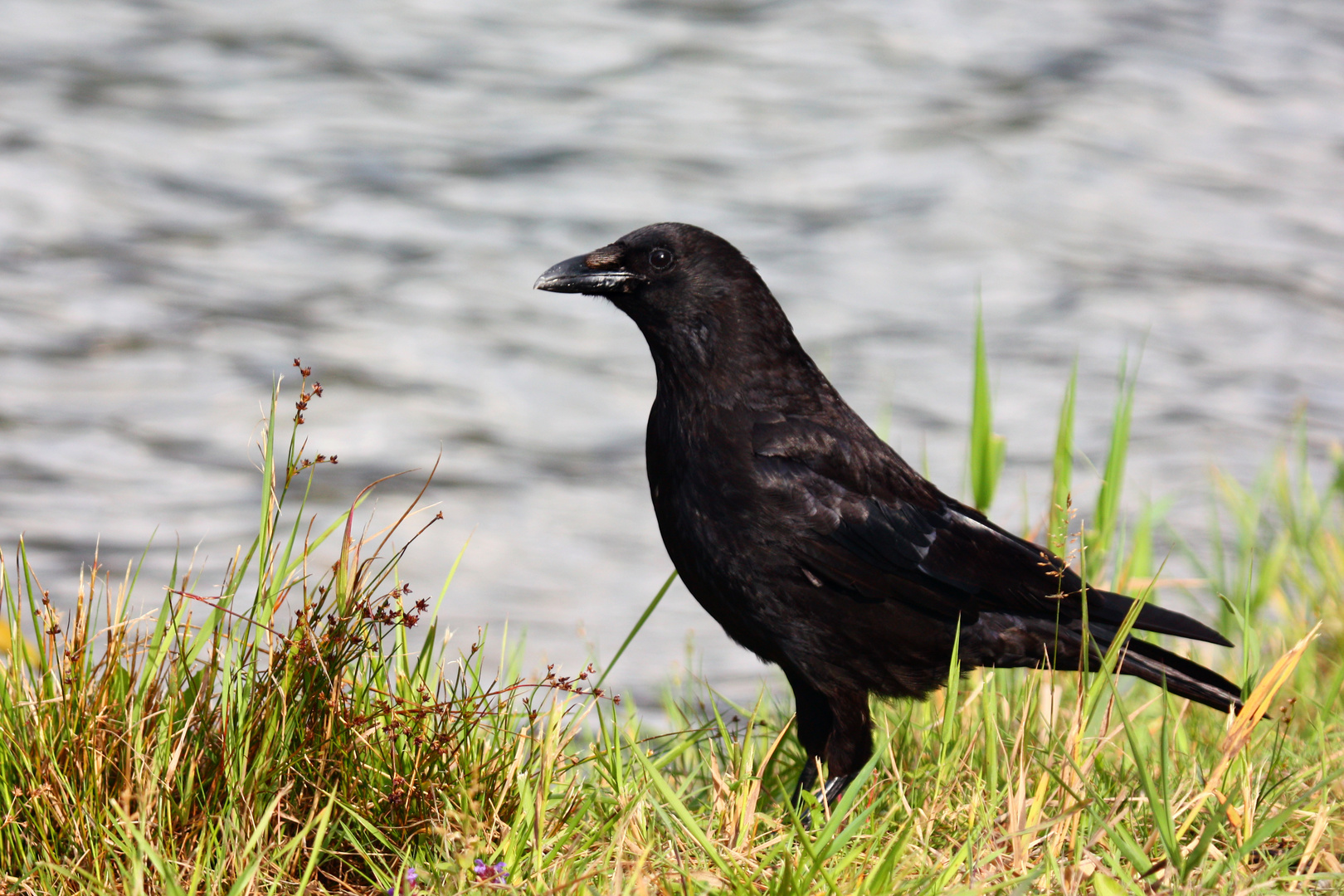 Rabenkrähe (Corvus corone corone)