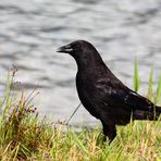 Rabenkrähe (Corvus corone corone)