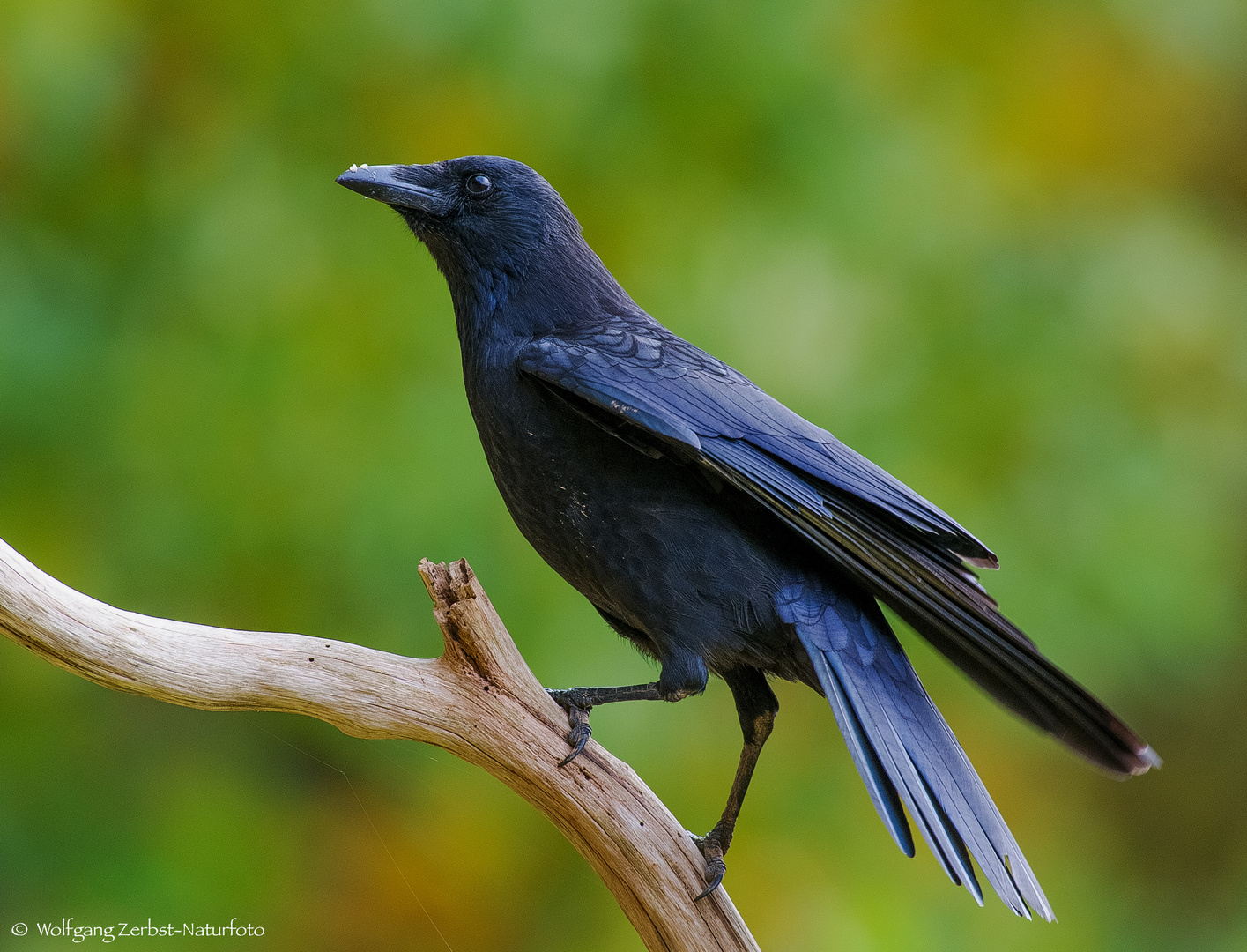  - RABENKRÄHE - (Corvus corone corone )