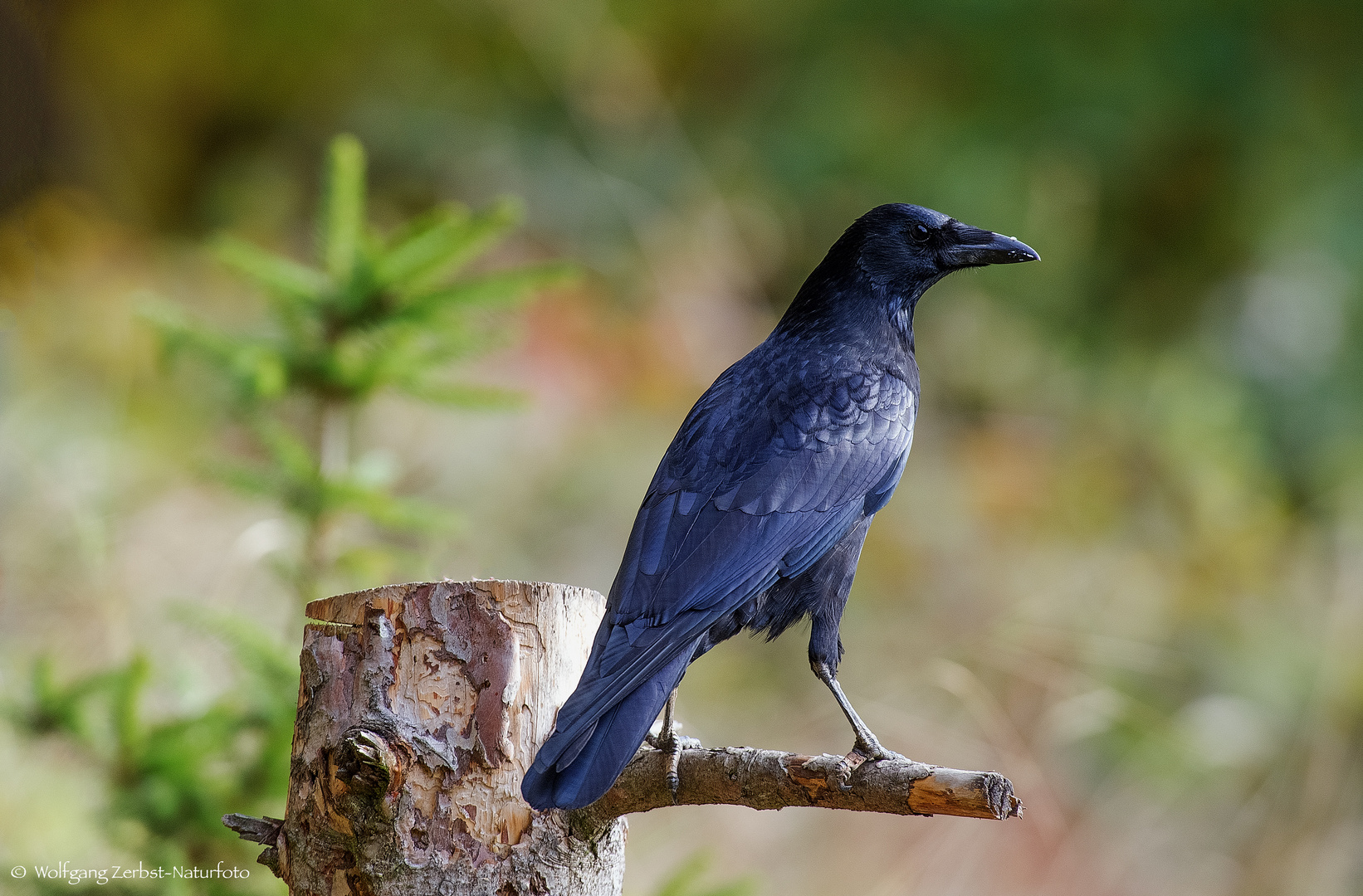   - RABENKRÄHE -  ( Corvus corone corone )