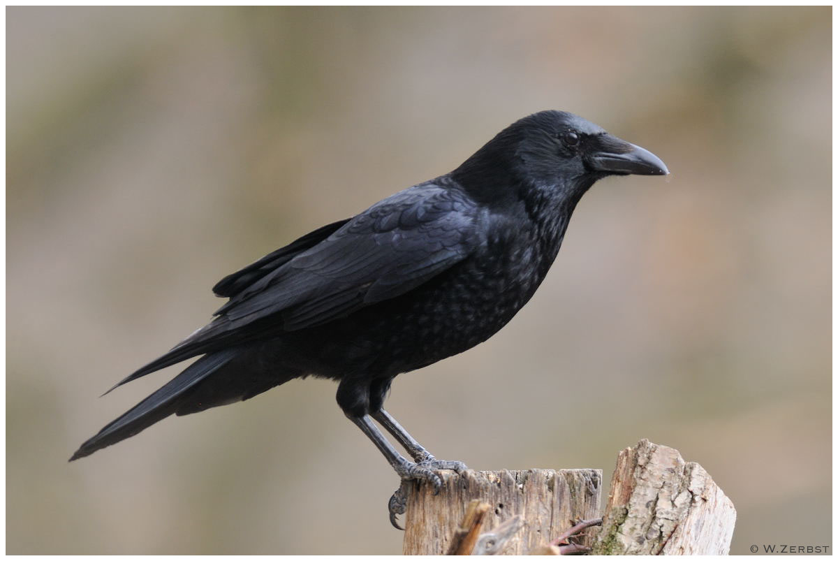 - Rabenkrähe - ( Corvus corone corone )