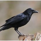 - Rabenkrähe - ( Corvus corone corone )