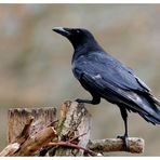 - Rabenkrähe - (Corvus corone corone )