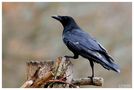 - Rabenkrähe - (Corvus corone corone ) von Wolfgang Zerbst - Naturfoto