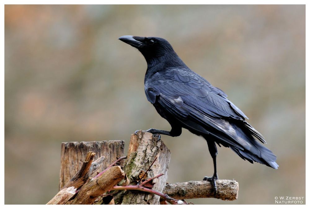 - Rabenkrähe - (Corvus corone corone )