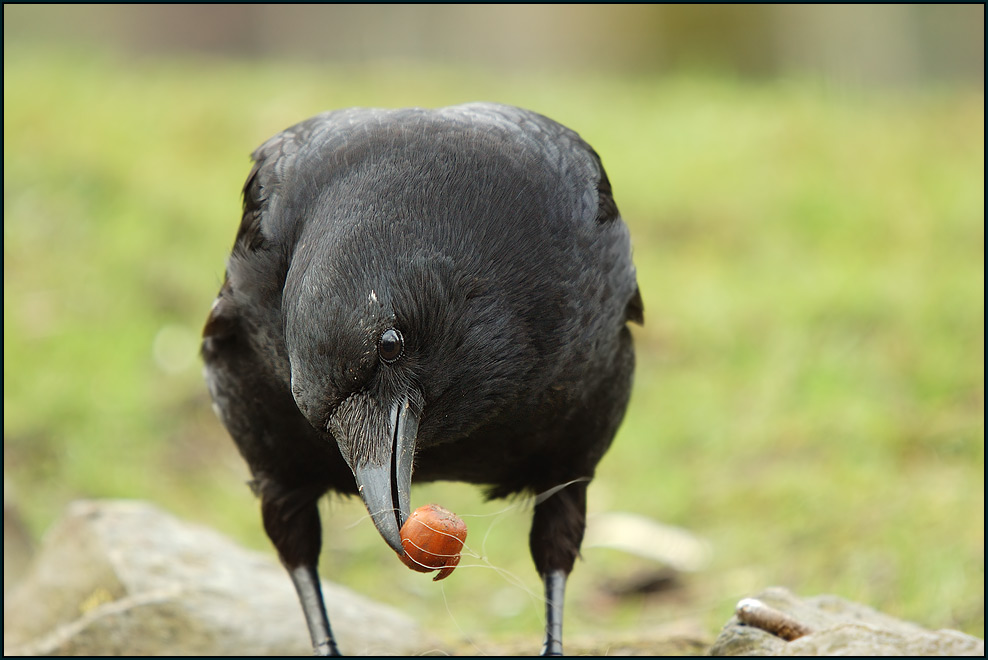 Rabenkrähe (Corvus corone corone)