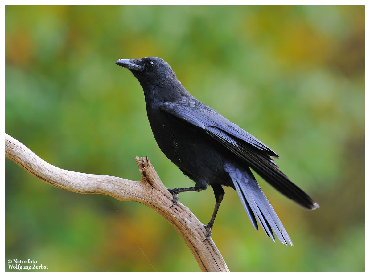 ---- Rabenkrähe ---- ( Corvus corone corone )