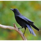 ---- Rabenkrähe ---- ( Corvus corone corone )