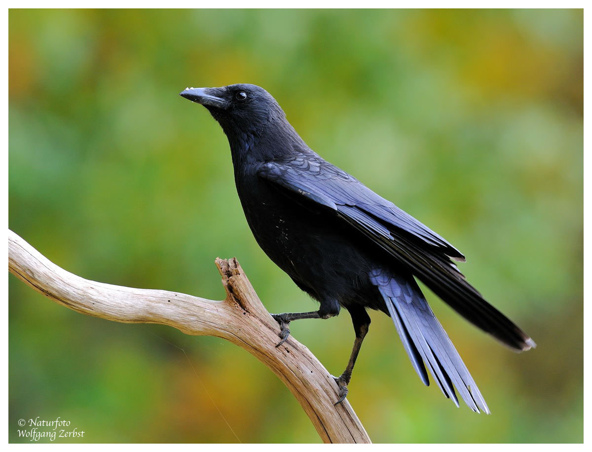 --- Rabenkrähe --- ( Corvus corone corone )