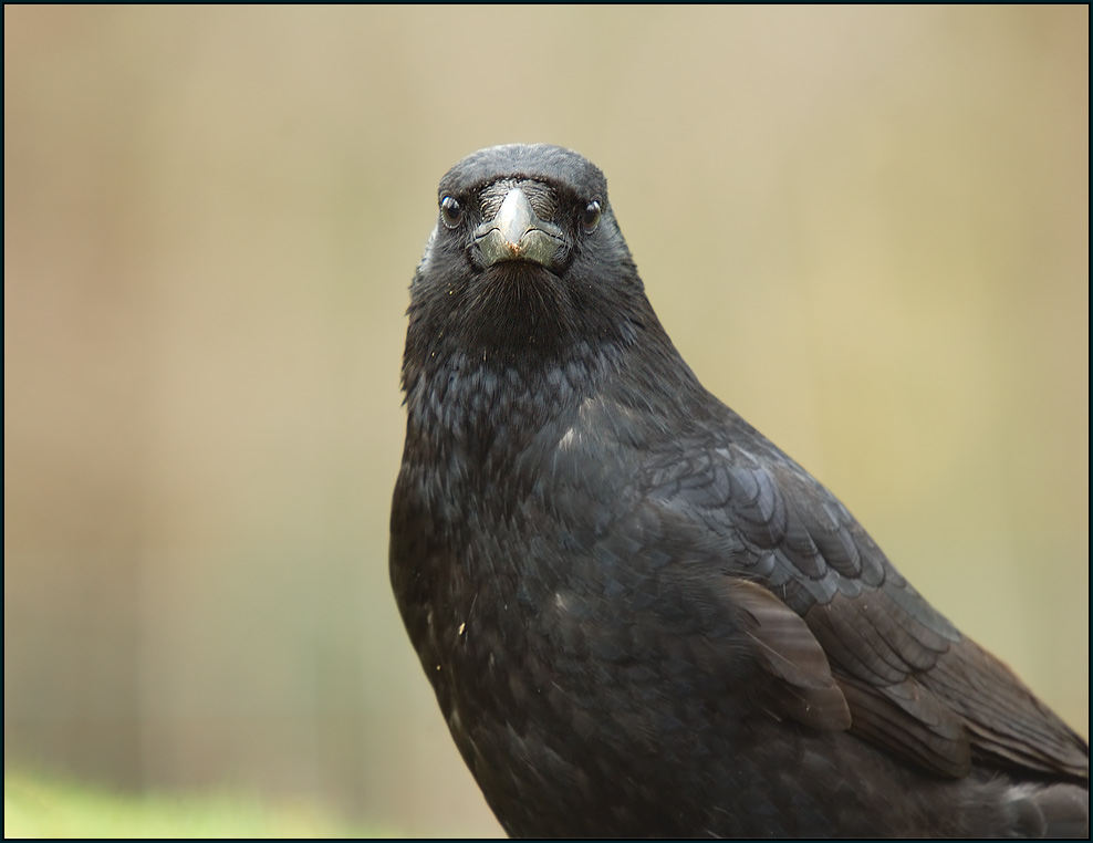 Rabenkrähe -Corvus corone corone-