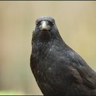 Rabenkrähe -Corvus corone corone-