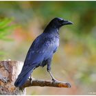 --- Rabenkrähe ---  ( Corvus corone corone )