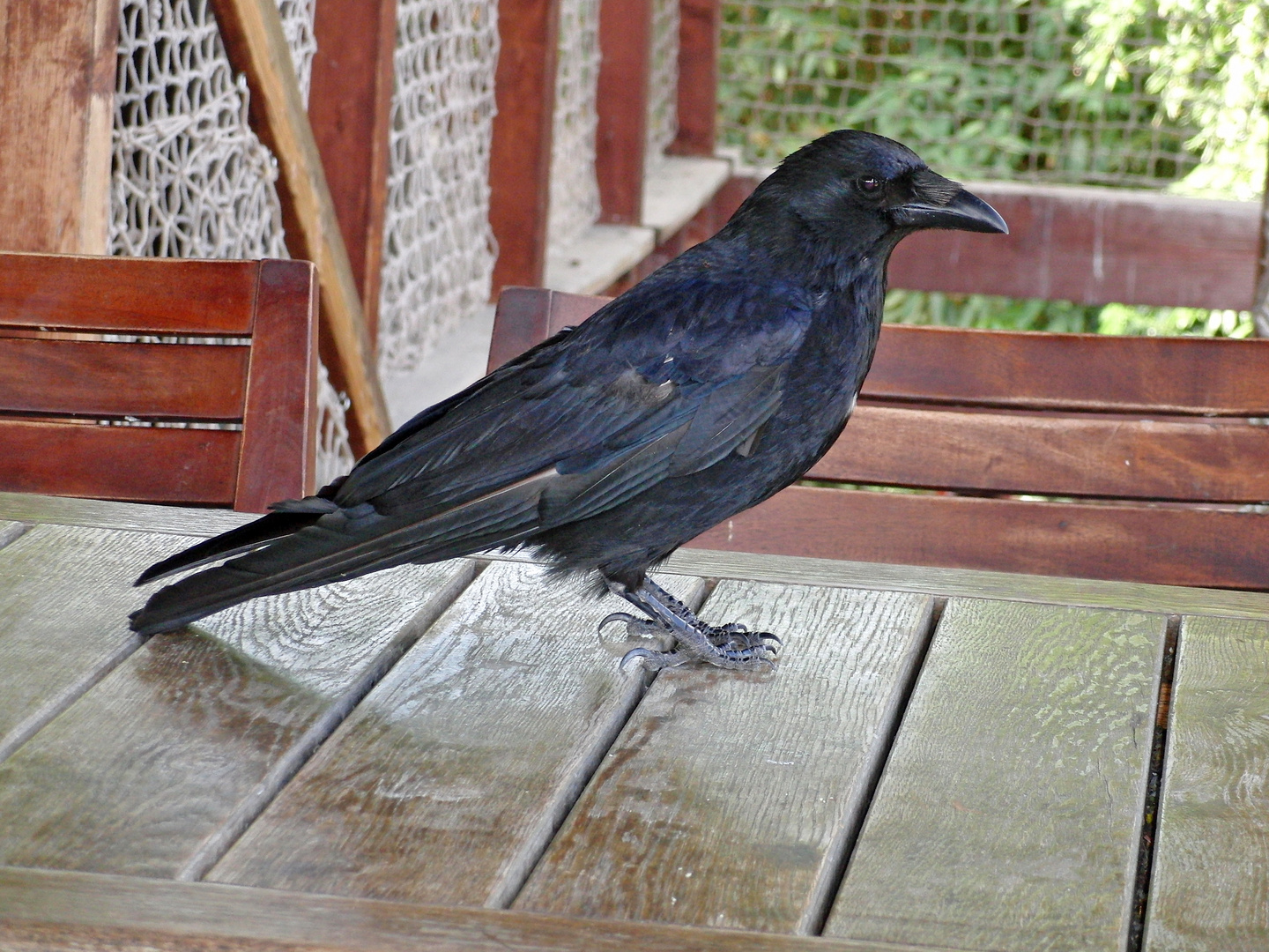 Rabenkrähe (Corvus corone)