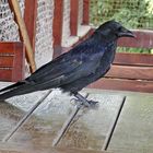 Rabenkrähe (Corvus corone)