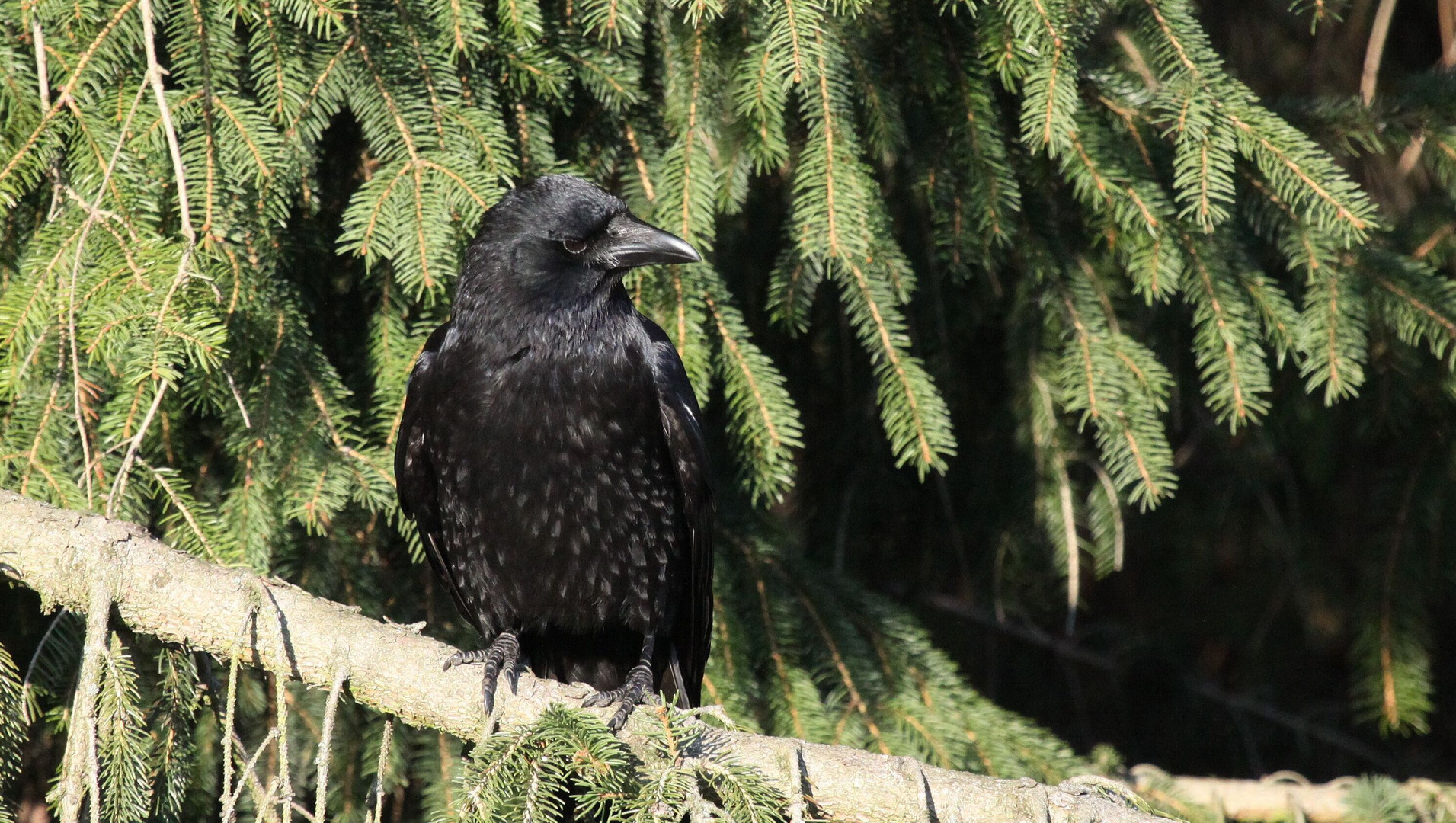 Rabenkrähe (Corvus corone)