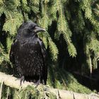 Rabenkrähe (Corvus corone)