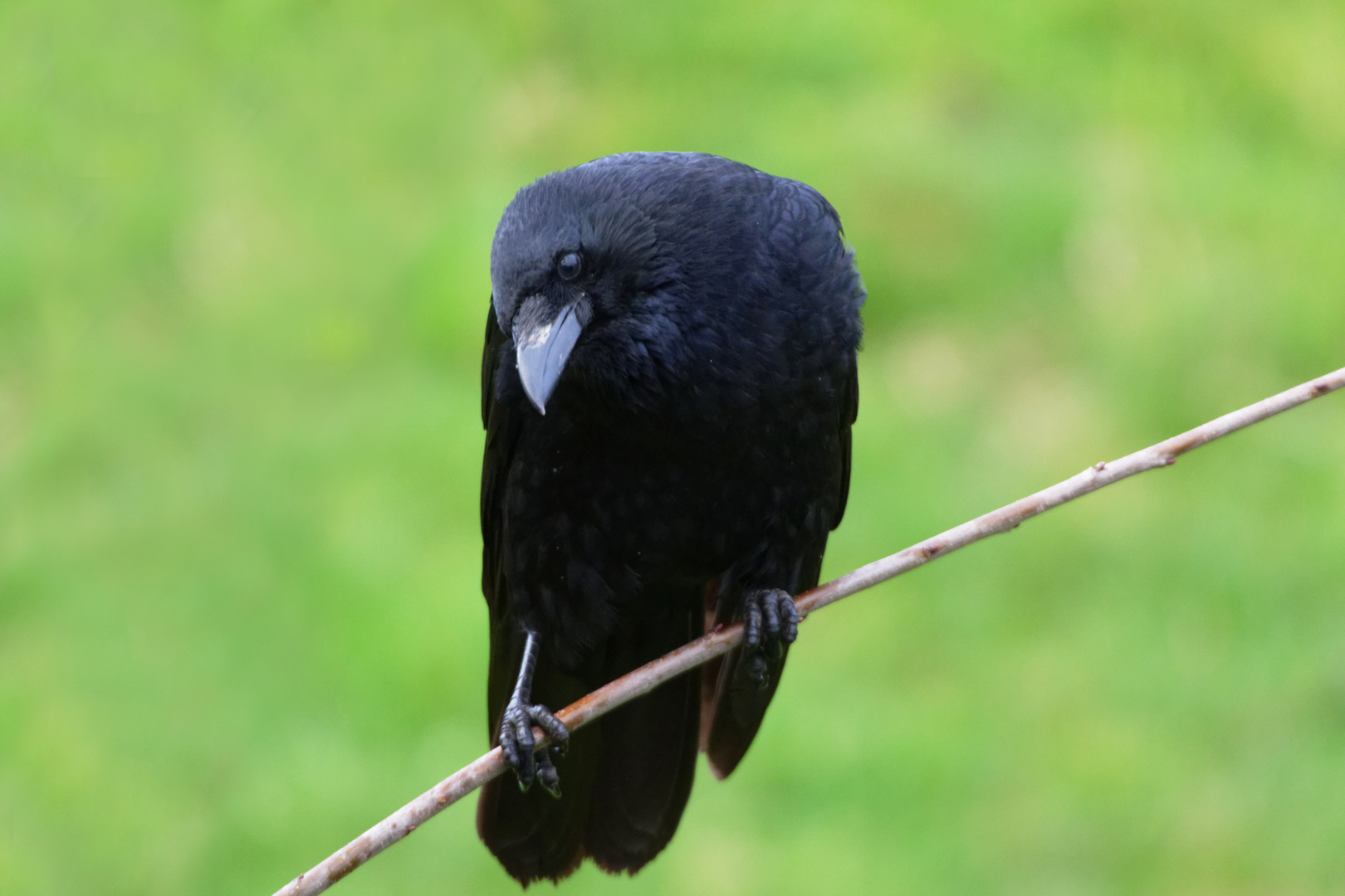 Rabenkrähe (Corvus corone) nachdenklich...